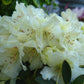 RHODODENDRON X `TOWHEAD`