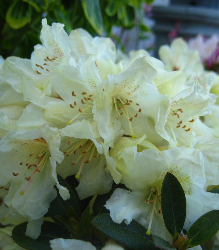 RHODODENDRON X `TOWHEAD`