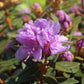 RHODODENDRON X `PURPLE GEM`