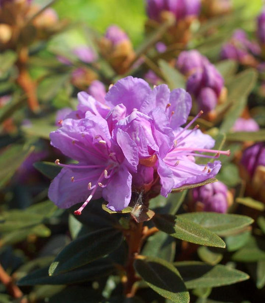 RHODODENDRON X `PURPLE GEM`