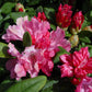 RHODODENDRON YAK. `PRINCE`