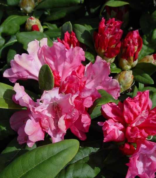 RHODODENDRON YAK. `PRINCE`