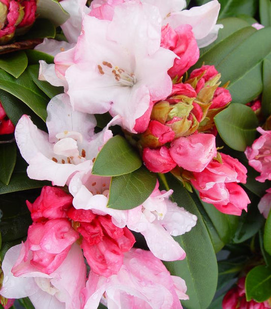 RHODODENDRON `MARDI GRAS`