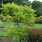 RHUS TYPHINA `TIGER EYES`