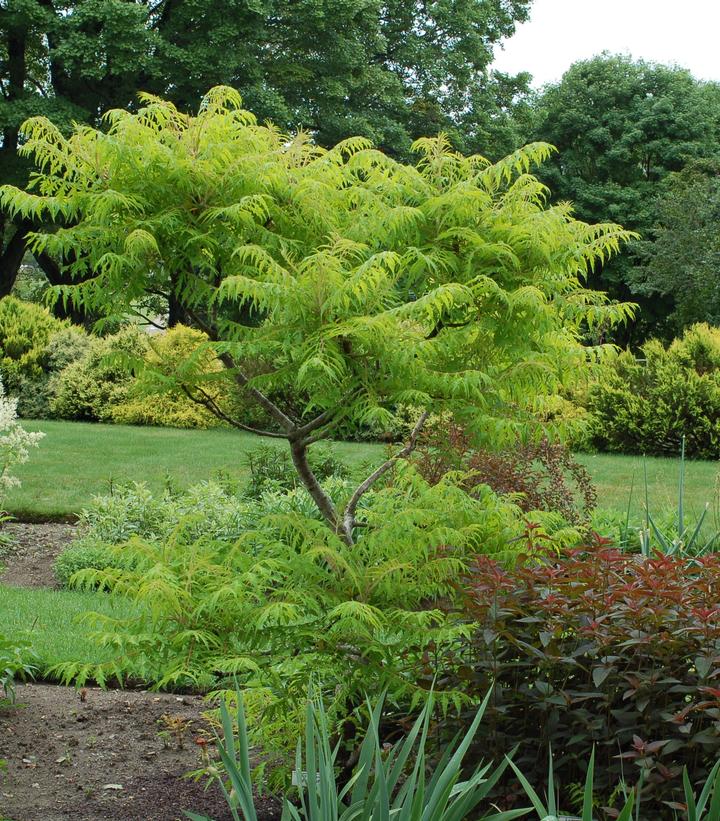 RHUS TYPHINA `TIGER EYES`