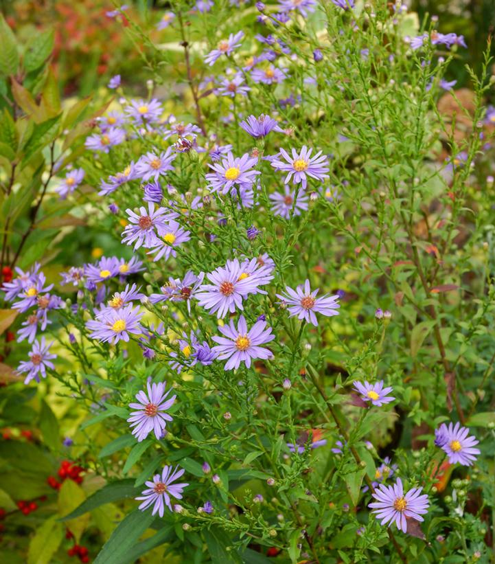 ASTER LAEVIS `BLUEBIRD`