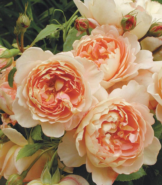 ROSA `CARDING MILL`
