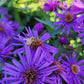 ASTER NOVAE-ANGLIAE `PURPLE DOME`