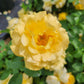 ROSA `JULIA CHILD`