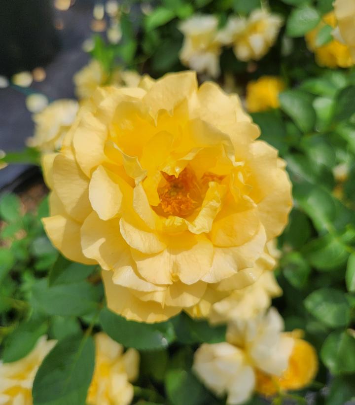 ROSA `JULIA CHILD`