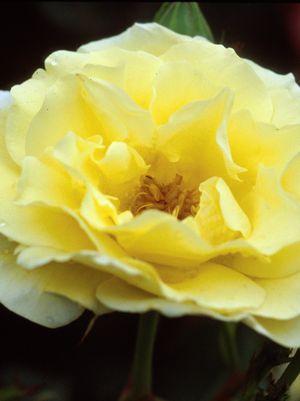 ROSA EE `YELLOW SUBMARINE`