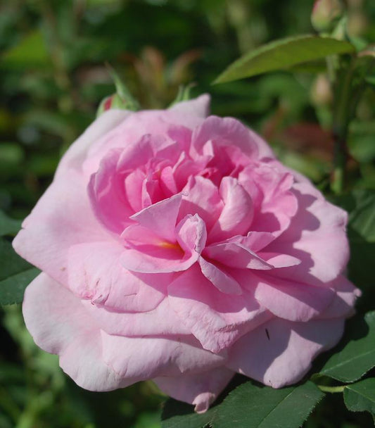 ROSA `GERTRUDE JEKYLL`