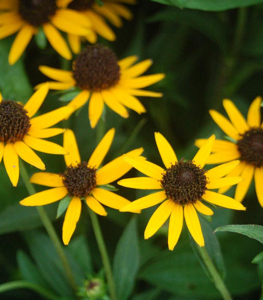 RUDBECKIA TRILOBA
