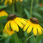 RUDBECKIA FULGIDA `VIETTE`S LITTLE SUZY`