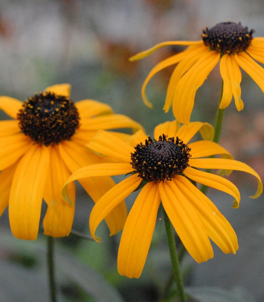 RUDBECKIA FULGIDA VAR. FULGIDA