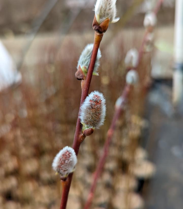 SALIX DISCOLOR