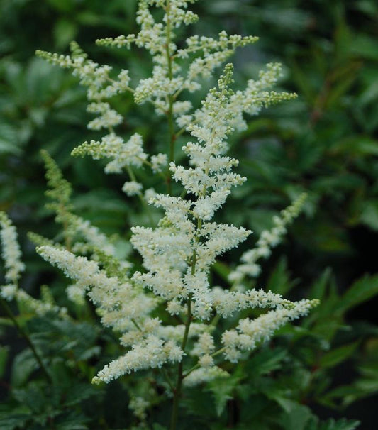 ASTILBE ARENDSII `BRIDAL VEIL`