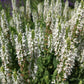 SALVIA `SNOW HILL`