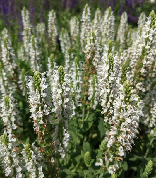 SALVIA `SNOW HILL`