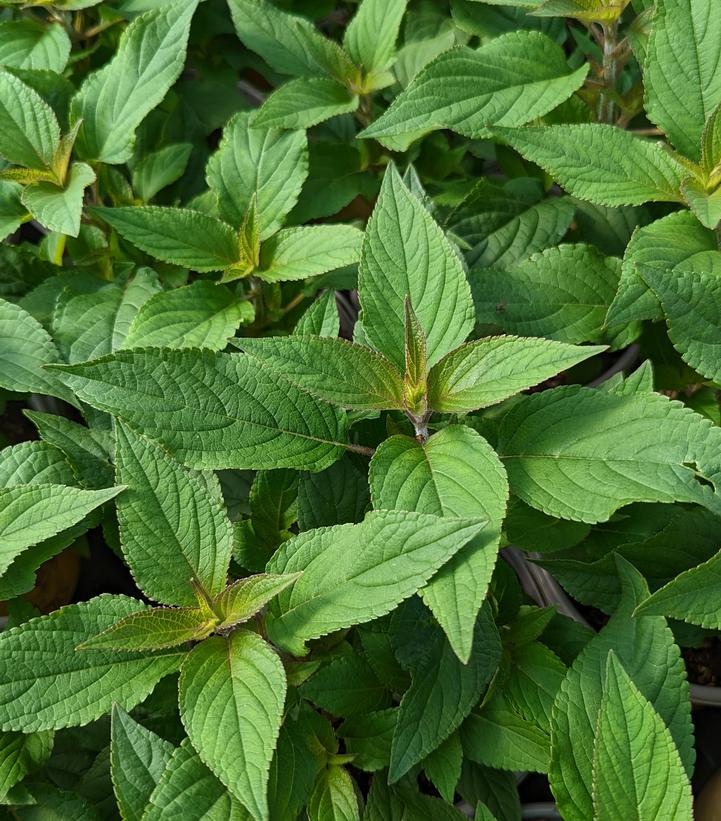 SALVIA ELEGANS - PINEAPPLE SAGE