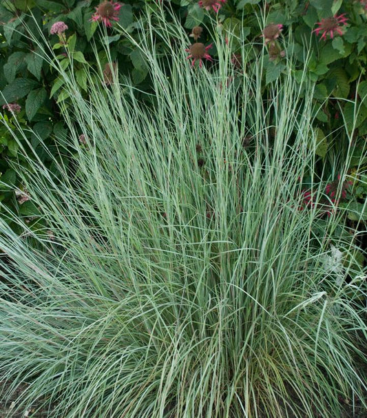 SCHIZACHYRIUM SCOPARIUM `PRAIRIE BLUES`