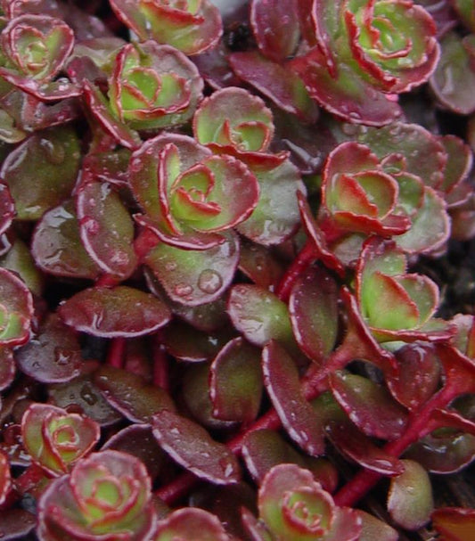 SEDUM SPURIUM `BLAZE` - 3`` POT