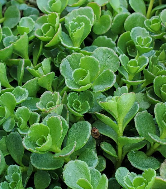 SEDUM SPURIUM `JOHN CREECH` - 3`` POT