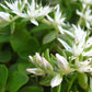 SEDUM TERNATUM `LARINEM PARK`