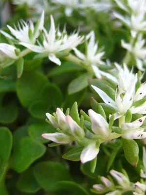 SEDUM TERNATUM `LARINEM PARK`