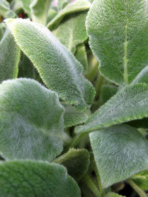 STACHYS BYZANTINA `SILVER CARPET` - 3`` POT