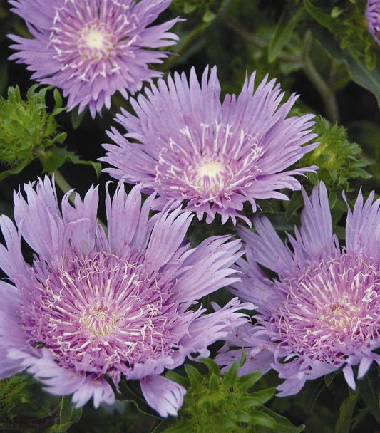 STOKESIA LAEVIS `PEACHIE`S PICK`