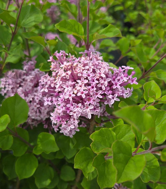 SYRINGA meyeri Palibin-Meyer lilac