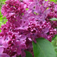 SYRINGA VULGARIS `YANKEE DOODLE`