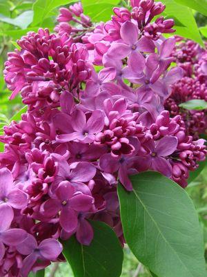 SYRINGA VULGARIS `YANKEE DOODLE`