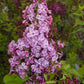 SYRINGA X HYACINTH. `POCAHONTAS`