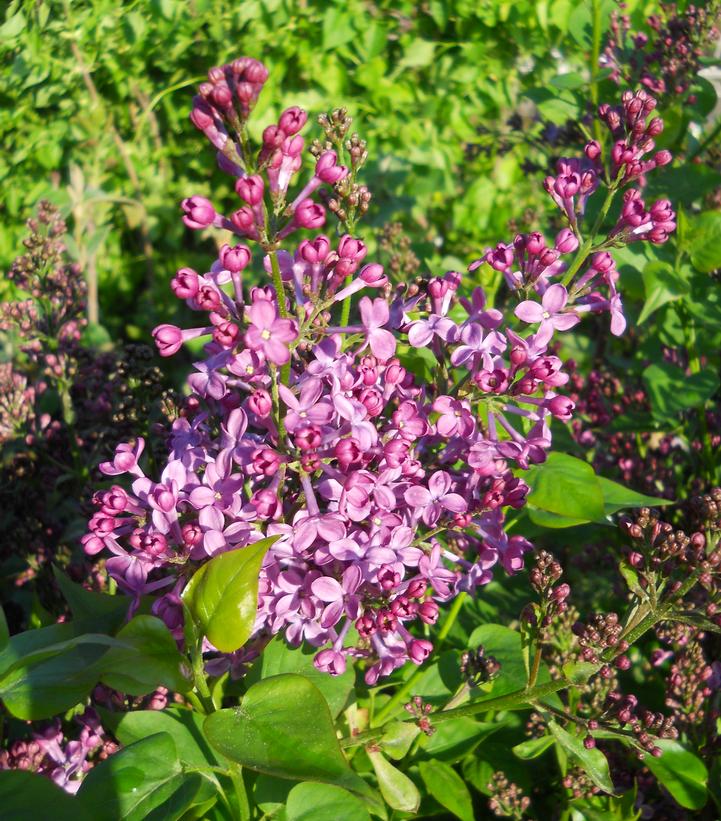 SYRINGA X HYACINTH. `PURPLE GLORY`