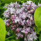 SYRINGA X HYACINTH. `ROYAL PURPLE`