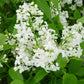 SYRINGA X HYACINTH. `MOUNT BAKER`