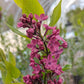 SYRINGA X HYACINTH. `DECLARATION`