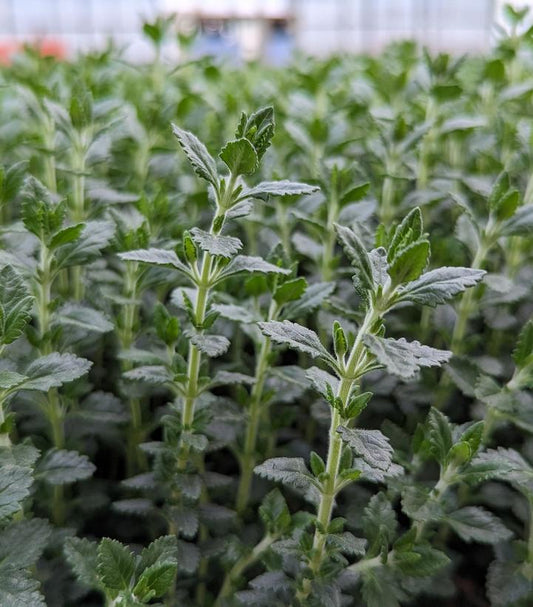 TEUCRIUM CHAMAEDRYS - GERMANDER
