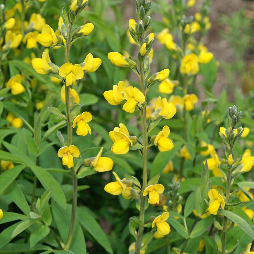 THERMOPSIS VILLOSA