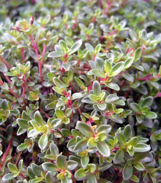 THYMUS PRAECOX `PURPLE CARPET` - 3`` POT