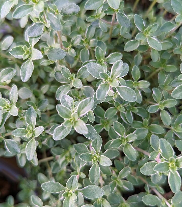 THYMUS C. `ARGENTEUS` - S.E. THYME