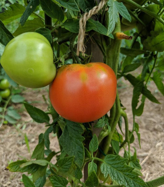 TOMATO `BIG BEEF` (SLICER)
