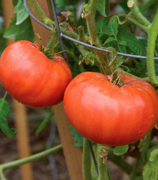 TOMATO `MORTGAGE LIFTER` (SLICER)