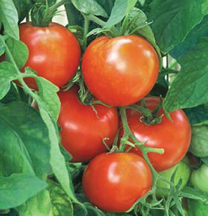 TOMATO `NEW YORKER` (SLICER)