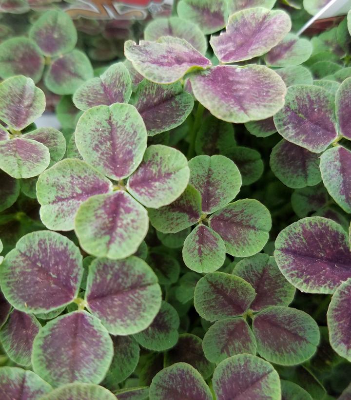 TRIFOLIUM REPTANS `PENTAPHYLLUM` - 3`` POT