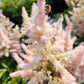 ASTILBE `YOUNIQUE SILVERY PINK`