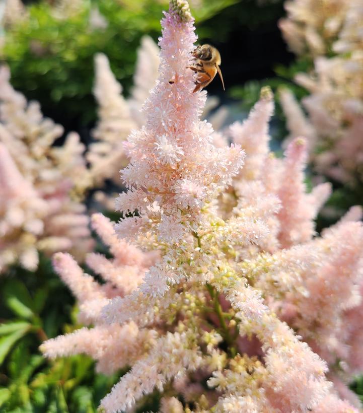 ASTILBE `YOUNIQUE SILVERY PINK`