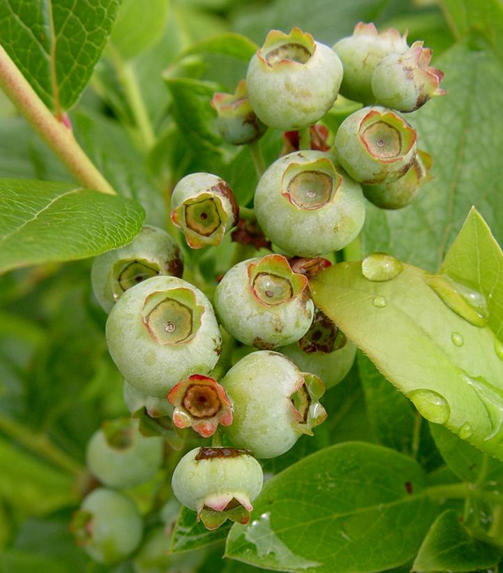 VACCINIUM CORYMBOSUM `PATRIOT`